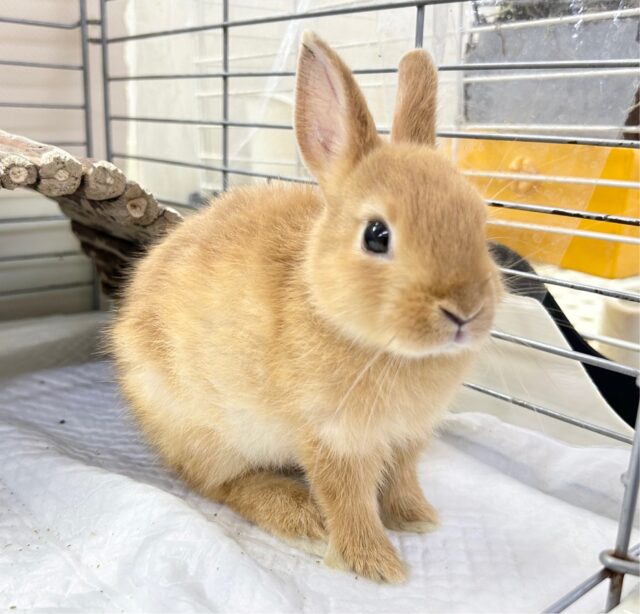 まんまるおめめ❣️ネザーランドドワーフ (オレンジ) 2023年6月生まれ