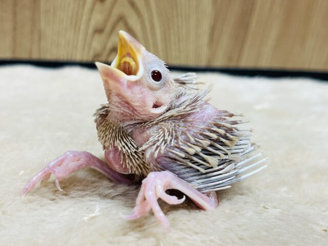 お久しぶりです♡裸ん坊♡シナモン文鳥 ヒナ