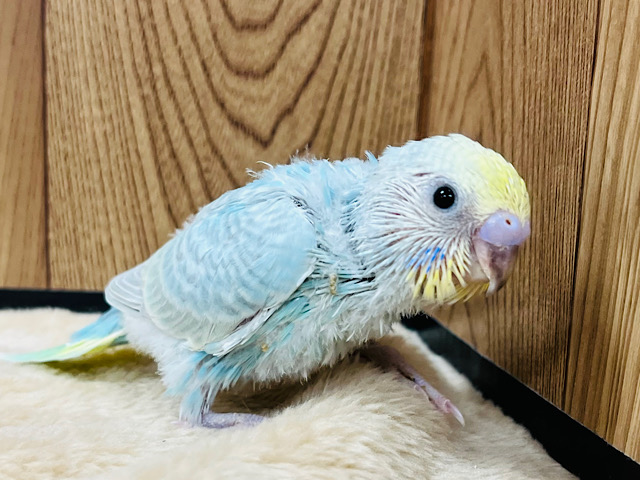 わんぱくベビー！ぐいぐい行くぜ！！セキセイインコ(パステルカラーレインボー) ヒナ