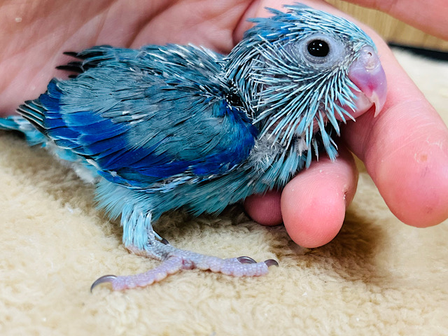 ちっちゃな怪獣🦕マメルリハ(ブルー)男の子