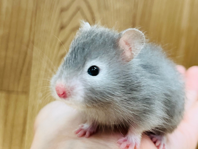 何をしてても可愛くて困っちゃう♡セーブルハムスター(男の子)
