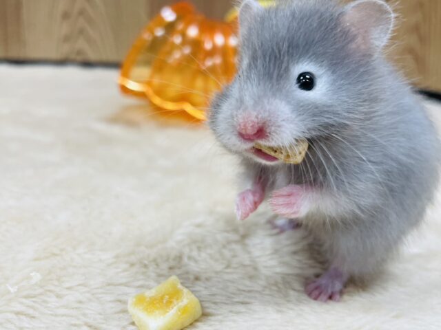 ぎゅぎゅっと詰まった頬袋‪☆セーブルハムスター(女の子)