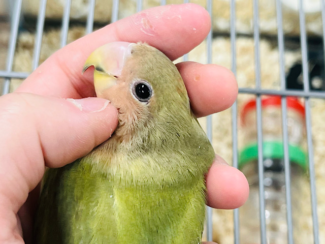 【最新画像更新🪄元気モリモリ！遊び好き！！】和菓子みたいな優しい色の子♡コザクラインコ(オパーリン) ヒナ