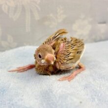 人気💛シナモン文鳥 2023年7月生まれ