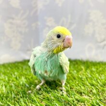 淡いよ🩵セキセイインコ(パステルレインボー) 2023年7月生まれ
