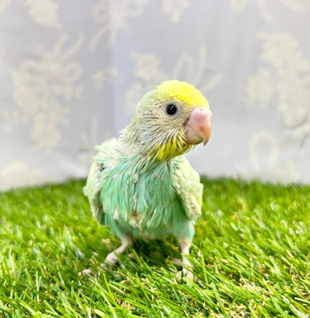 淡いよ🩵セキセイインコ(パステルレインボー) 2023年7月生まれ