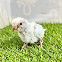 鮮やかでキレイ🩵‪セキセイインコ(ブルースパングル) 2023年7月生まれ