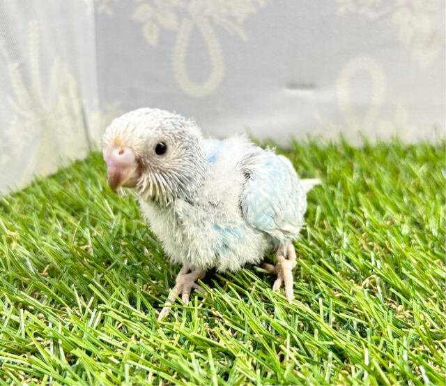 鮮やかでキレイ🩵‪セキセイインコ(ブルースパングル) 2023年7月生まれ