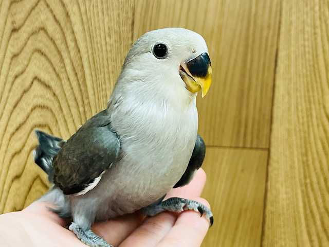 【最新画像更新🪄】わた毛に包まれた天使ちゃん♡コザクラインコ(モーブ) ヒナ