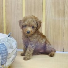 急加速！急ブレーキ！メリハリがすごいトイプードルちゃん！