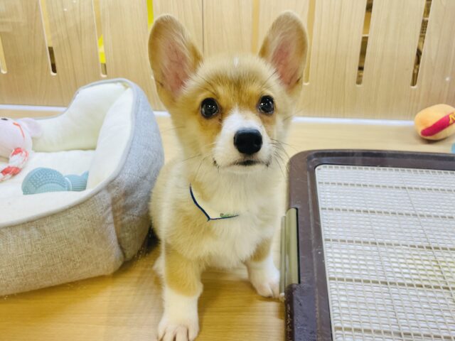 僕と遊ばない選択肢はないよ♪ コーギーくん！