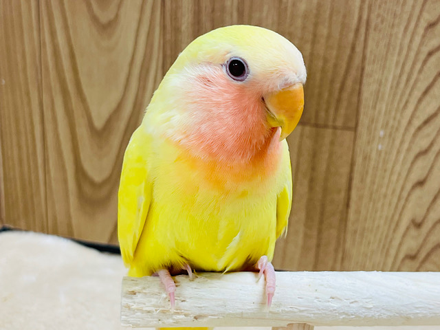 【最新画像更新🪄】じゅわっとピンクグレープフルーツみたい🍋🫧コザクラインコ(ルチノー) ヒナ
