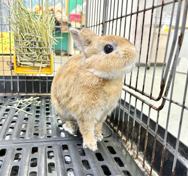 最新画像🧡 安心❗️ミニウサギ（オレンジ系）男の子 ２０２２年７月生まれ