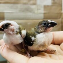 最新画像有り！可愛すぎるおチビちゃんずがやってきました💛十姉妹のヒナ！