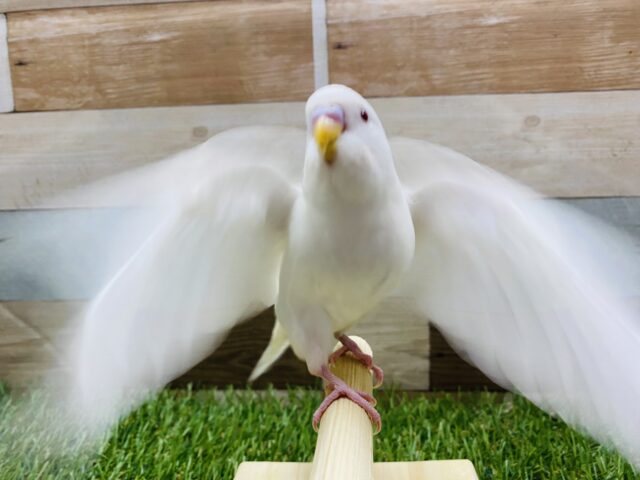 最新画像有り🤍真っ白ボディーに赤目が映える！！セキセイインコのアルビノ！