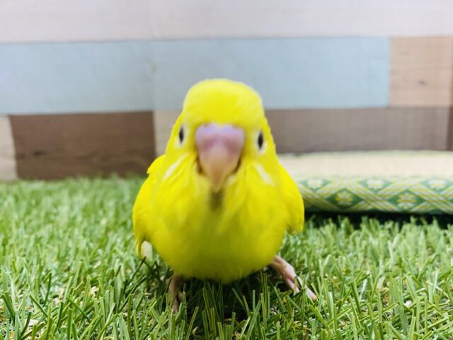最新画像有り！綺麗な真っ黄色の体のピヨっこちゃん☆セキセイインコのダブルファクター！