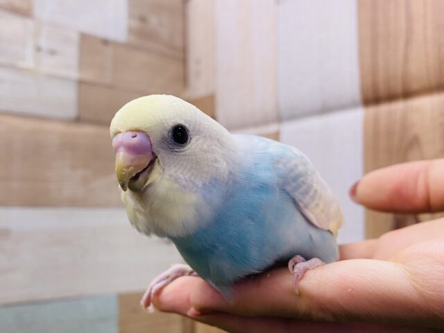 最新画像有り🩵優しいお色の可愛いコ♪セキセイインコのパステルレインボー！