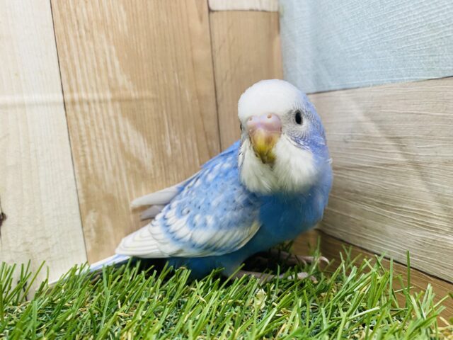 最新画像有り！ブルーとホワイトがとっても綺麗なコ！セキセイインコのスパングル！