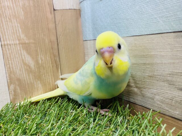 最新画像有り♪明るいグリーンが大人気な可愛いヒナさん‼️セキセイインコのパステルカラーレインボーパイド！