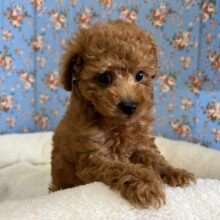 兄弟★元気❣️かまってくんなトイプードルの男のコきました〜✨️