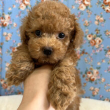 兄弟★おっとりマイペースなトイプードルの男のコきました〜✨️