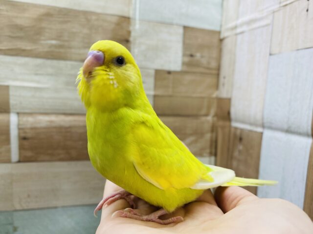 最新画像有り❗️ヒナ餌卒業☆イエローとグリーンの絶妙なカラーが魅力的💛セキセイインコ（スパングルパイド）