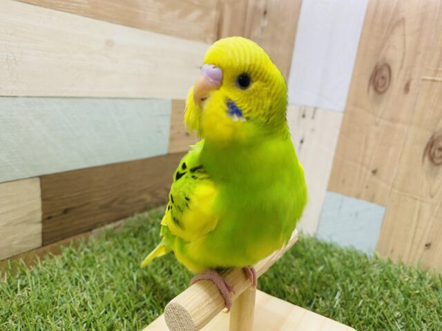 最新画像有り⭐️ヒナ餌卒業❤️チラッとカメラ目線バッチリなんです！セキセイインコパイドカラー💚