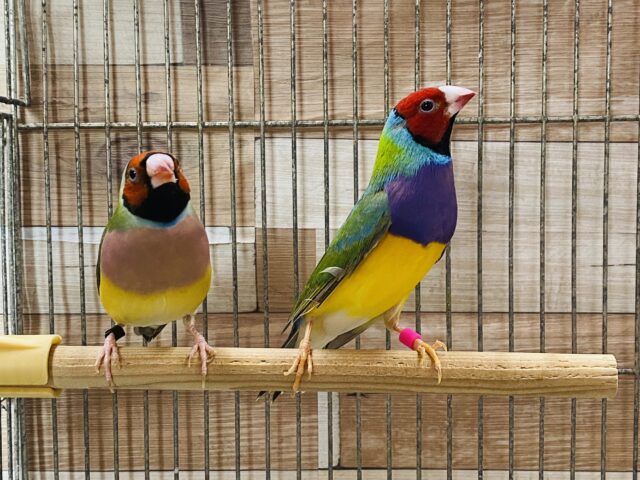 仲良しペア❤️鮮やかで目を引きますよ〜コキンチョウ（ノーマル）🌈