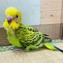 ザ・セキセイインコカラー💚💛ぽてっとした姿が可愛らしいセキセイインコオパーリン！