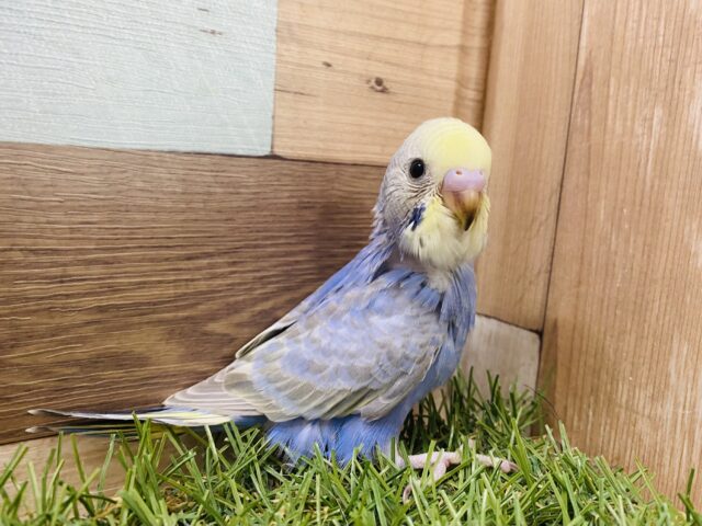 他とは違う美しさを感じます✨上品なカラーのセキセイインコ（レインボー）