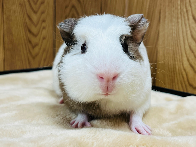 【最新画像更新🪄】素早い動きが得意です‪☆クレステッドモルモット(男の子)