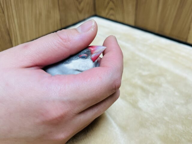 【動画更新🪄】腹ぺこ‪☆食欲旺盛！！シルバー文鳥 ヒナ