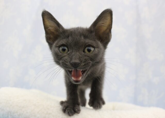 BOMB！BOMB！ボンベイ・男の子！