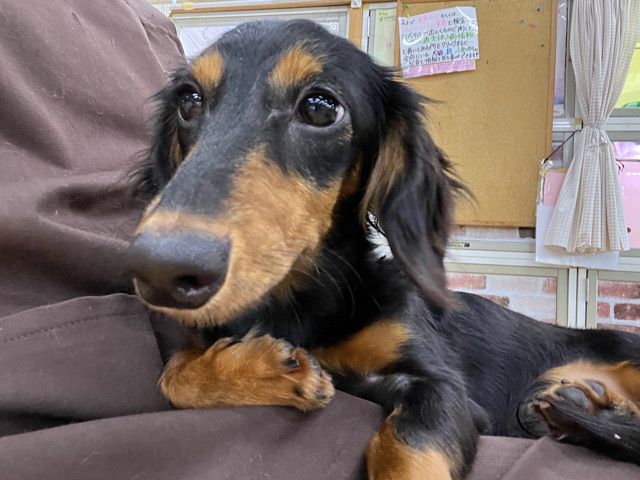 激カワ🐾甘えん坊くん❣️ミニチュアダックスフンドの男のコいますよ✨️