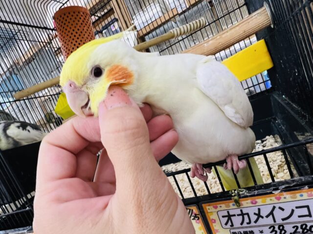 甘えん坊でした♡オカメインコルチノー☆