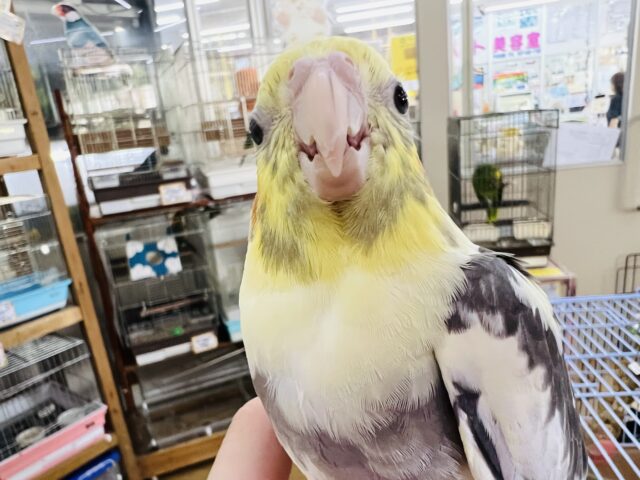 お顔がうっすら黒いよ〜♪オカメインコパイド☆