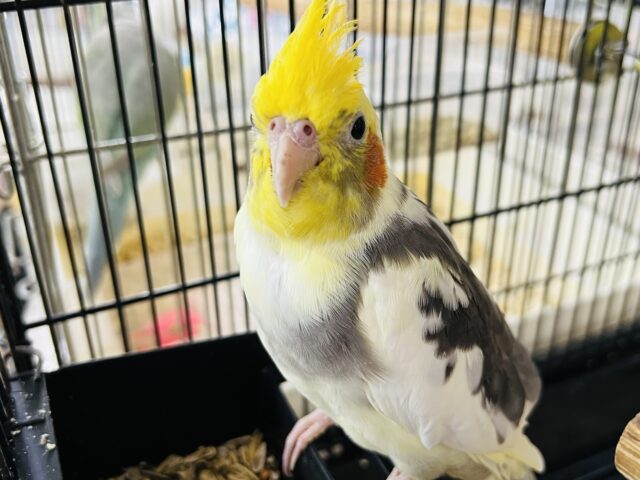 ちょいまだらぁ〜のオカメインコパイド☆