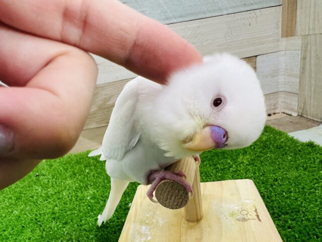ぷっくり雪だるま？アルビノセキセイインコ☆