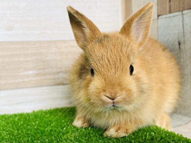 ころんっと丸い◯ミニウサギだよー！