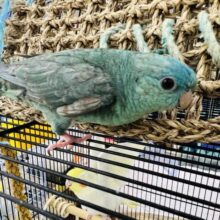 綺麗で惚れ惚れしちゃう♡サザナミインコ