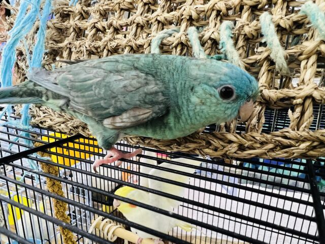 綺麗で惚れ惚れしちゃう♡サザナミインコ