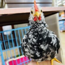 最新画像☆あと1羽❤じっくり飼えば良くなれる！ゴイシチャボ入荷です