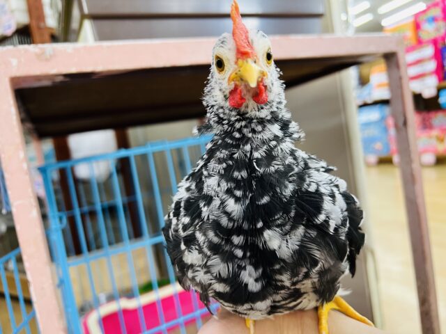 最新画像☆あと1羽❤じっくり飼えば良くなれる！ゴイシチャボ入荷です