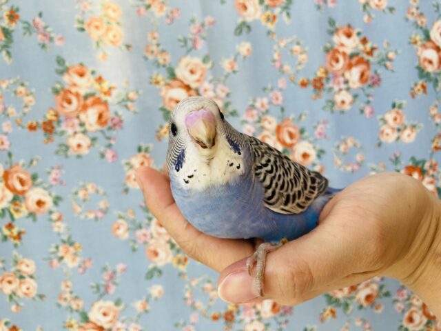最新画像🌟このかわいさをご覧あれ❤︎手乗りセキセイインコ(ノーマルバイオレット)🪶✨