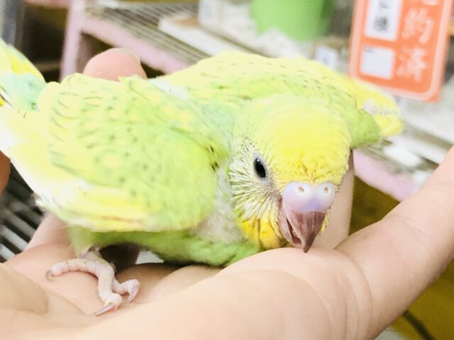 いがいと人気カラー？？