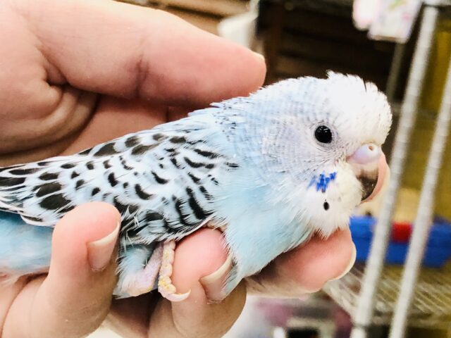 王道セキセイインコ　やってきましたオパーリン！　