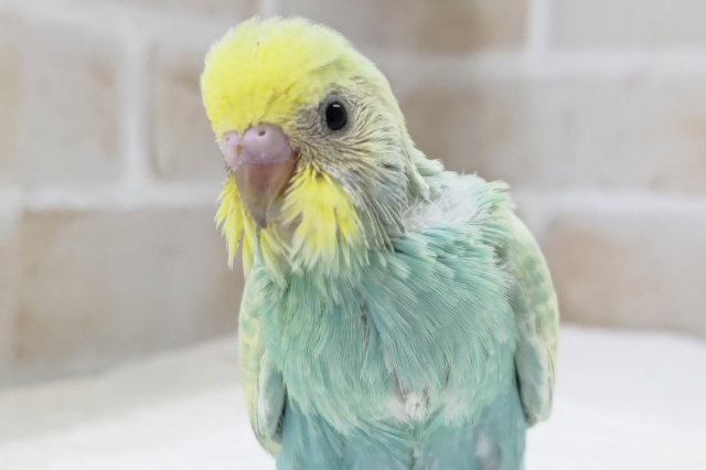 色合いたまらない～🌈 セキセイインコ(パステルレインボー)