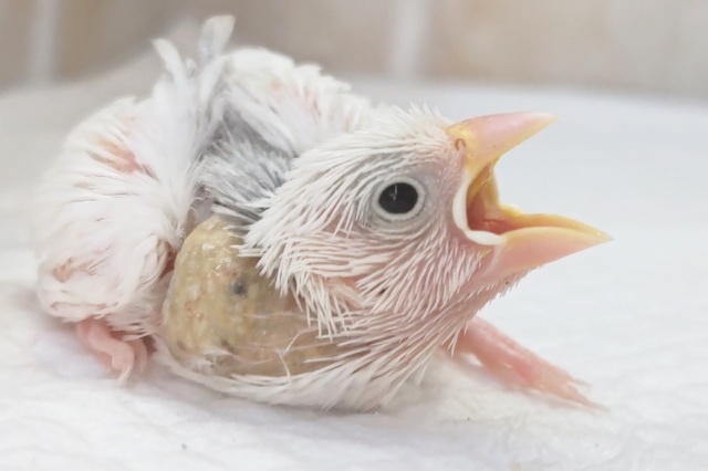 白の怪獣さん～🤍 白文鳥🐣