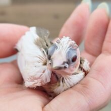 極小❤十姉妹のヒナ入荷しました❤