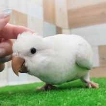 甘甘ちゃん❤️レアカラー✨オキナインコ(ブルーパリッドオパーリン)❤